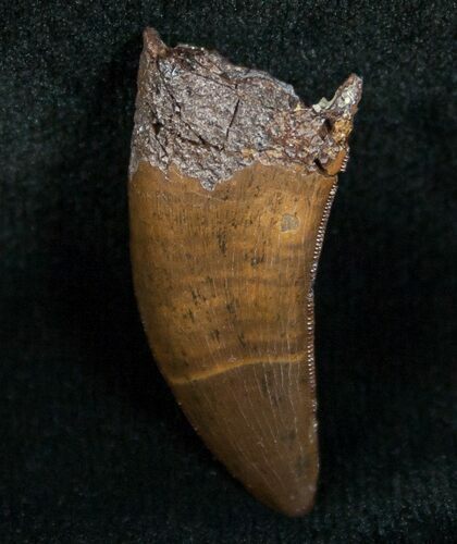 Superb Nanotyrannus Tooth #4549